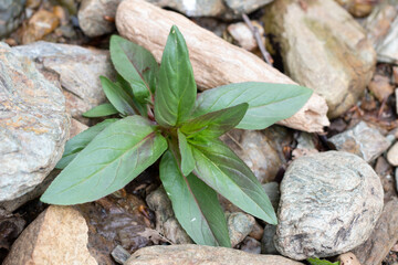 Stone and leaves