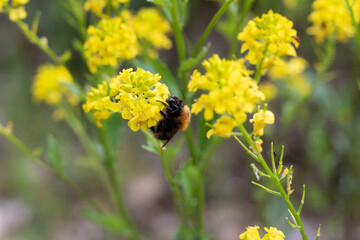 Bee on yellow flower.