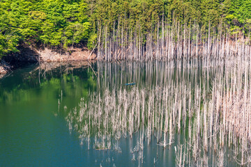新緑の湯西川湖の水没林