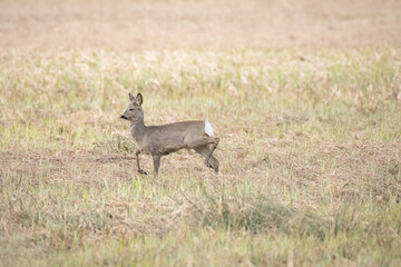 Roe deer (Capreolus capreolus) a mammal with brown fur, the animal stands in a field and watches.