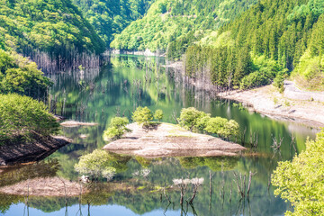 新緑の湯西川湖の水没林