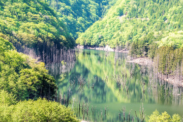 新緑の湯西川湖の水没林