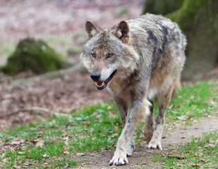 Wolf_Europaeischer Grauwolf in Aktion