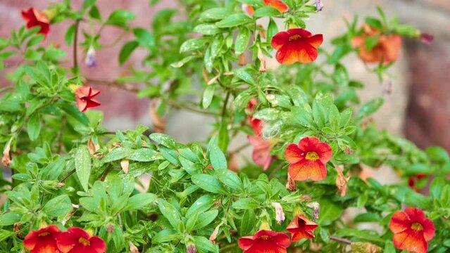 Calibrachoa parviflora is flowering plant in nightshade family known by common name seaside petunia. It is native to much of southeastern South America, Mexico, and southwestern United States.