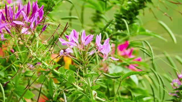 Cleoserrata speciosa , Volantines preciosos, Garden spider-flower, Showy spider-flower is flowering plant in genus Cleome. It is native to New World Tropics