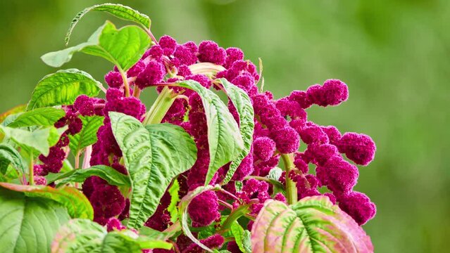 Amaranthus caudatus is annual flowering plant. It goes by common names such as love-lies-bleeding, pendant amaranth, tassel flower, velvet flower, foxtail amaranth, and quilete.