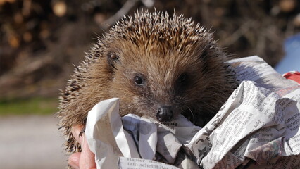 Igel-Rettung - kranker schwacher Igel mit Milben, Zecken und Lungenwürmern © Roadfun