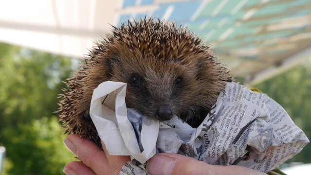 Igel-Rettung - kranker schwacher Igel mit Milben, Zecken und Lungenw&uuml;rmern