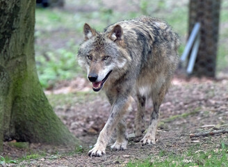 Wolf_Europaeischer Grauwolf in Aktion