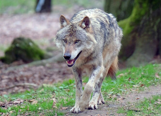 Fototapeta premium Wolf_Europaeischer Grauwolf in Aktion