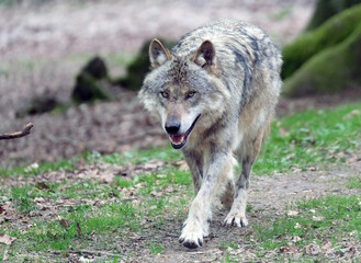 Wolf_Europaeischer Grauwolf in Aktion