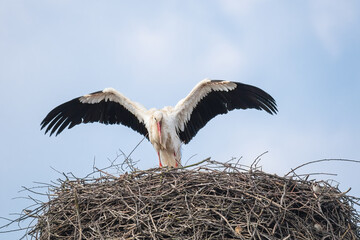Fototapeta premium White stork (Ciconia ciconia) a large wading bird with black and white plumage, the animal sits high on the nest with its wings spread.