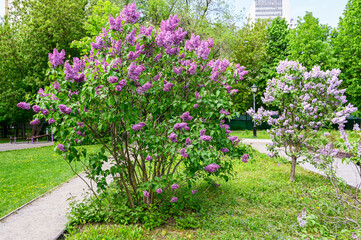 Bushes of blooming white and purple lilacs in the park.