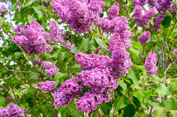 Branch of blooming purple lilac. Close-up.