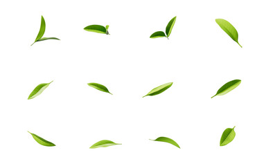 Green natural tea leaves, 3d rendering.