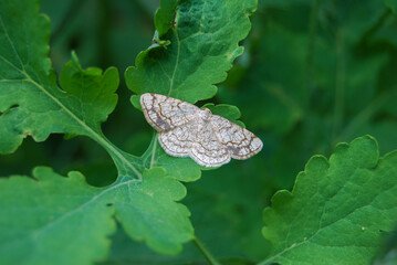 small variegated butterfly on a green leaf on a lawn