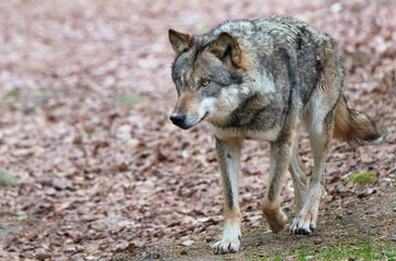 Wolf_Europaeischer Grauwolf in Aktion