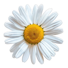 Chamomile flower isolated on white background