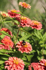 orange flower in the garden with a bee