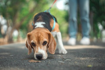 Beagle dog sniffs the ground while walking with Owner in dog park summer. dog looking for something in the grass, Dog training.