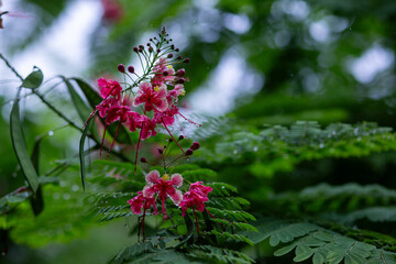 selective focus Jatropha integerrima Jacq, red flowers and shady ornamental plants, beautiful...