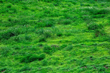 Green natural grass texture background