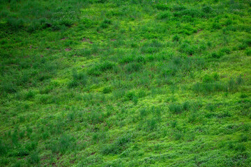 Green natural grass texture background