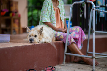 selective focus dog lying next to an old Asian woman bored Looking forward to young people coming...