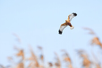 Western marsh harrier (Circus aeruginosus) male large bird of prey, the animal flies over the pond...