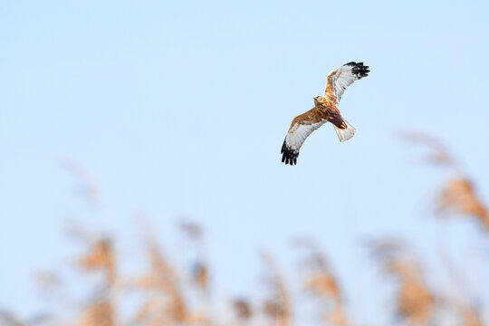 Western marsh harrier (Circus aeruginosus) male large bird of prey, the animal flies over the pond in search of food.