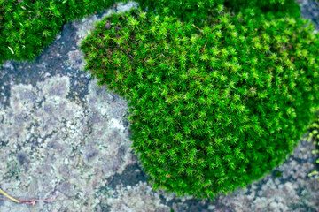 Selective focus Dicranales, bright green moss that grows on rocks in the rainforest.