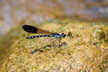 Selective focus A large-eyed, black, blue-patterned dragonfly sits on a wet rock beside a river in a pristine rainforest.