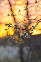 Half-blooming cherry flowers against the background of the sunset sky.                              