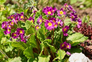 Plants from the Primrose family with bright flowers in spring.                               