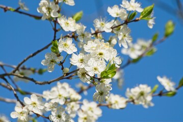 Blooming branches of felt Japanese cherry against the background of the spring sky.                            
