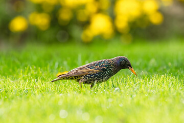 Common starling (Sturnus vulgaris) male, medium-sized bird with dark colored plumage. The bird walks on the green grass and looks for food by scratching the ground with its beak.