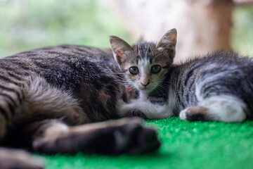 Obraz premium Selective focus: A little gray and white striped kitten is sleeping comfortably next to its mother cat on the artificial grass in a green house.