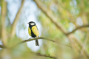 Great tit(Parus major) a small common bird with colorful plumage, the animal sits on a tree branch in the park.