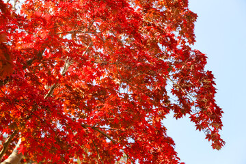 the spectacular scenery of maple trees with beautiful autumn leaves