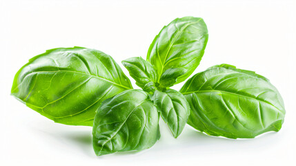Fresh green basil leaves isolated on white - Powered by Adobe