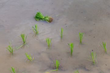 Selective focus young green rice plants Immersed in a rice field filled with water during the...