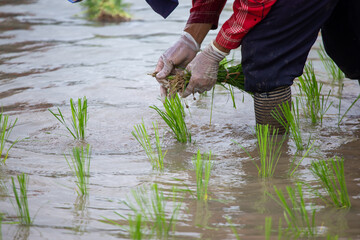 Selective focus young green rice plants in the hands of a farmer planting rice plants filled with...