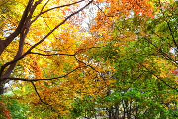 Fototapeta premium the spectacular scenery of maple trees with beautiful autumn leaves