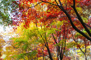 the spectacular scenery of maple trees with beautiful autumn leaves