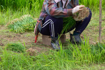 Selective focus rice plant in hand. Young green rice plants are being prepared for planting in the...