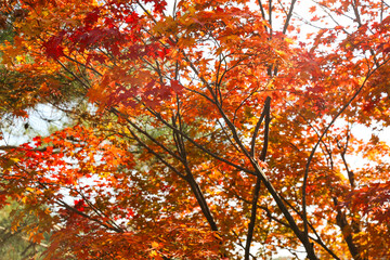 the spectacular scenery of maple trees with beautiful autumn leaves