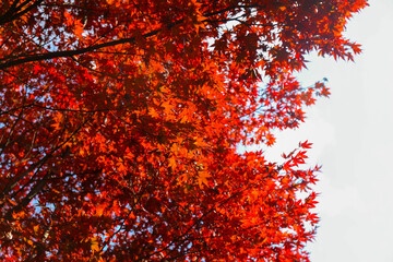 the spectacular scenery of maple trees with beautiful autumn leaves