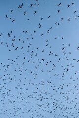 Vögel Sankt Peter Ording Meer Himmel Urlaub 