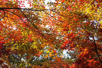 the spectacular scenery of maple trees with beautiful autumn leaves