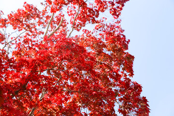 the spectacular scenery of maple trees with beautiful autumn leaves